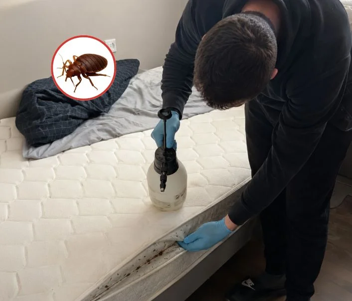 Technicien traitant un matelas contre les punaises de lit à Étiolles